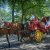 Horse Carriage, NYC, New York, New York City, Central Park, Ride, DMC, Destination Management